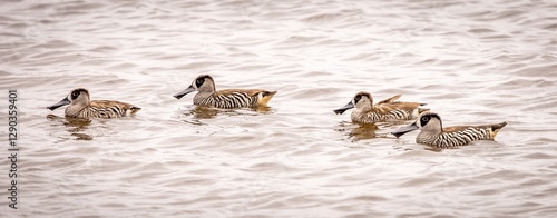 Pink-eared ducks (Malacorhynchus membranaceus) swimming on a pond. photo