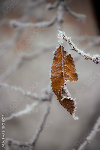 Fototapeta Naklejka Na Ścianę i Meble -  Przymrozek
