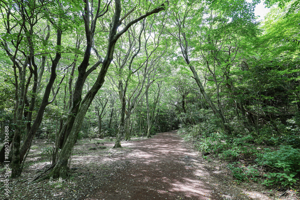 Obraz premium 삼나무 숲사이로 지나가는 산책로 풍경 제주 서귀포시 남원읍 한남리 한라산둘레길 시험림길