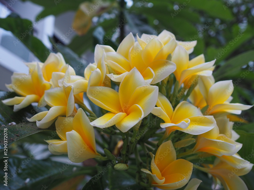 beautiful yellow flower in the garden beautiful yellow flower in the garden