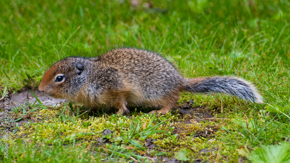 A curious squirrel foraging in a grassy landscape, showcasing the charm of wildlife and the delicate balance of nature’s ecosystems, perfect for nature photography lovers. A curious squirrel foraging in a grassy landscape, showcasing the charm of wildlife and the delicate balance of nature’s ecosystems, perfect for nature photography lovers.