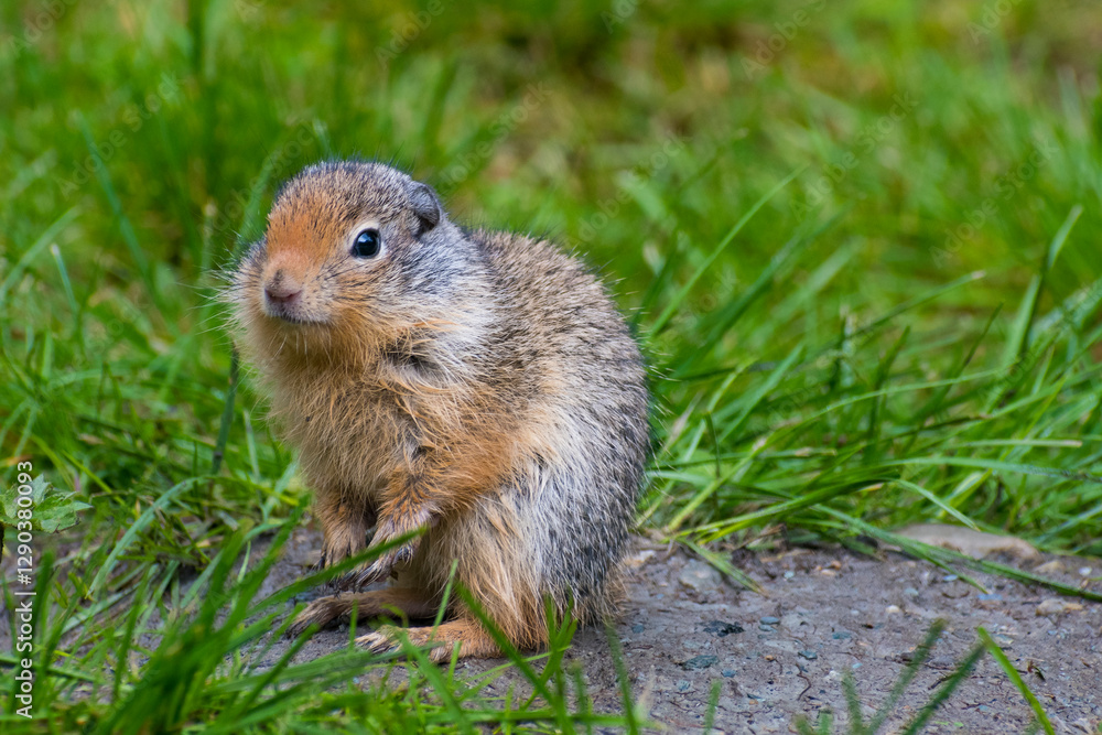 A small, fluffy animal is captured sitting amid fresh green grass, evoking a sense of warmth and playfulness while showcasing the charm of wildlife in its natural habitat. A small, fluffy animal is captured sitting amid fresh green grass, evoking a sense of warmth and playfulness while showcasing the charm of wildlife in its natural habitat.