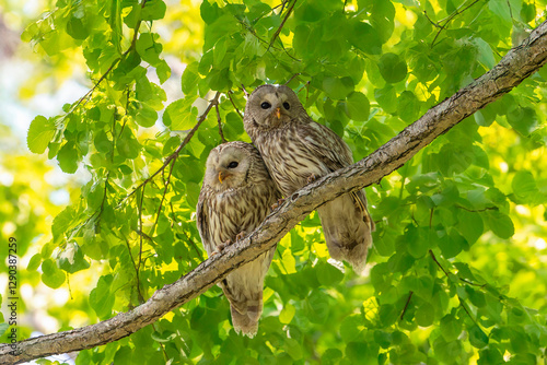 エゾフクロウの夫婦