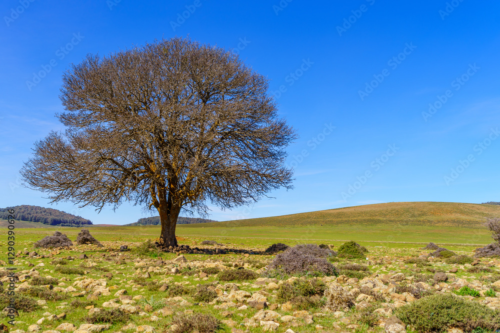 Lone tree, in the Middle Atlas Mountains Lone tree, in the Middle Atlas Mountains
