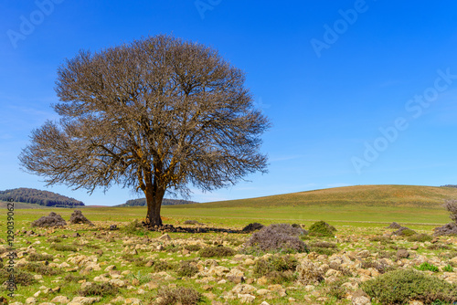 Obraz na płótnie Lone tree, in the Middle Atlas Mountains w salonie