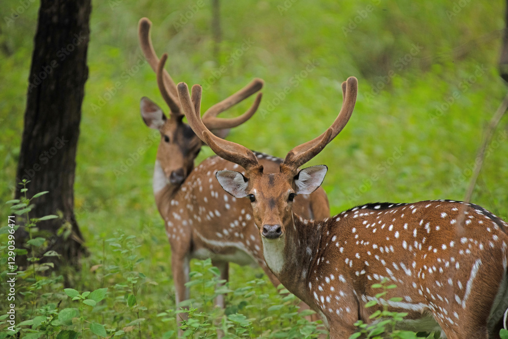 deer in the woods deer in the woods