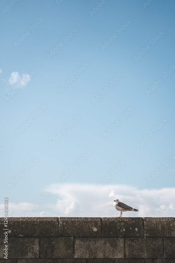 Portrait of a seagull. Seagulls in the port of Porto, Portugal Portrait of a seagull. Seagulls in the port of Porto, Portugal
