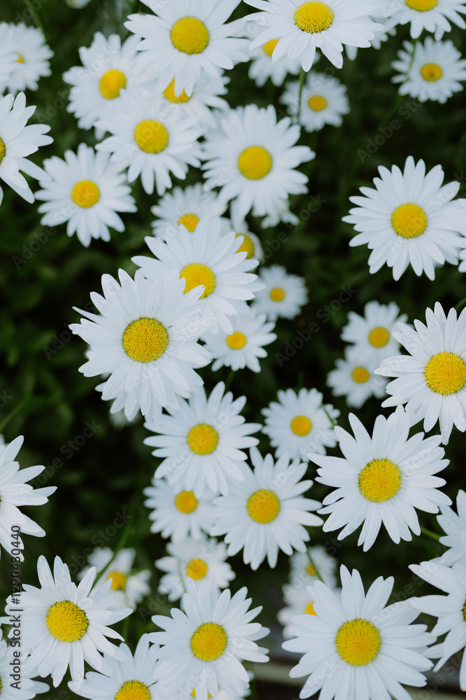 A vibrant cluster of white daisies with yellow centers in bloom A vibrant cluster of white daisies with yellow centers in bloom