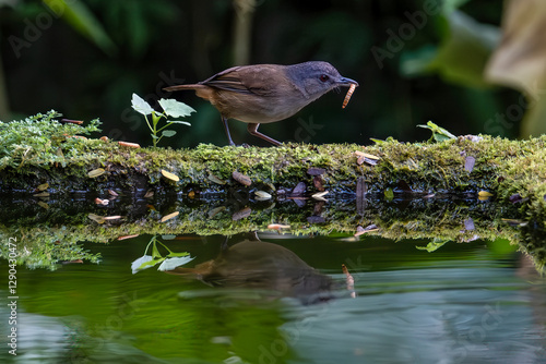 Portrait of the Horsfield's babbler on the pond photo