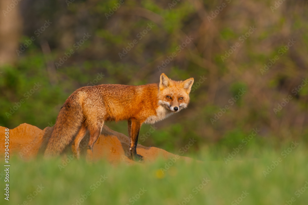 Red fox vixen outside den in Pennsylvania horse country Red fox vixen outside den in Pennsylvania horse country