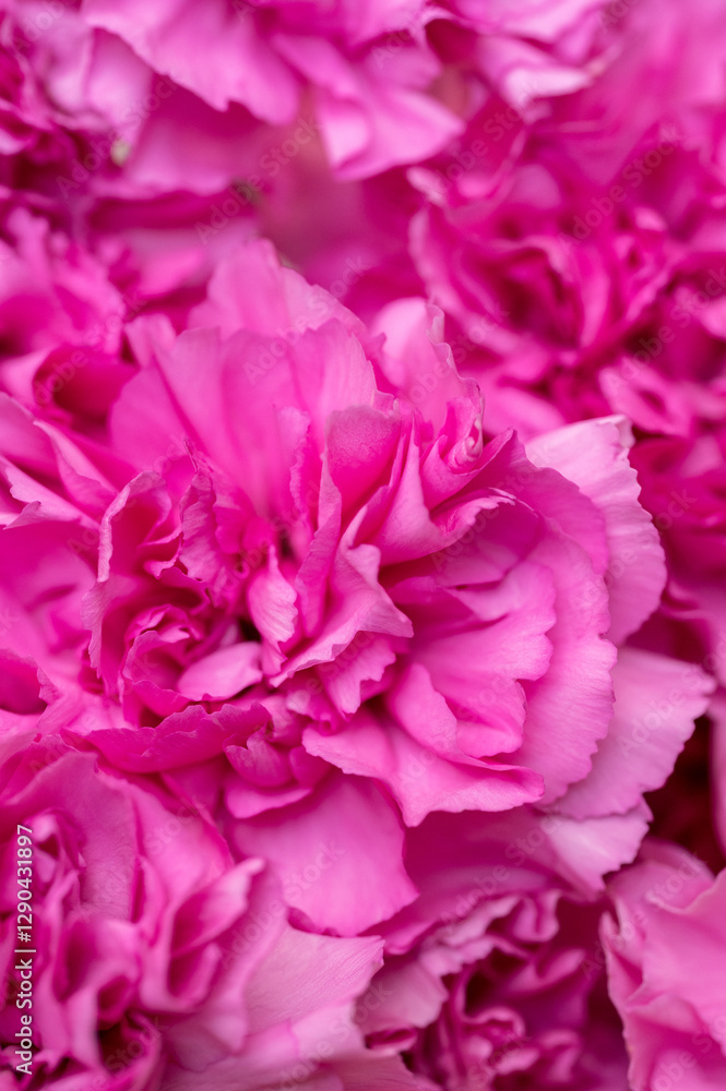 Macro of Vibrant Pink Carnation Petals Macro of Vibrant Pink Carnation Petals