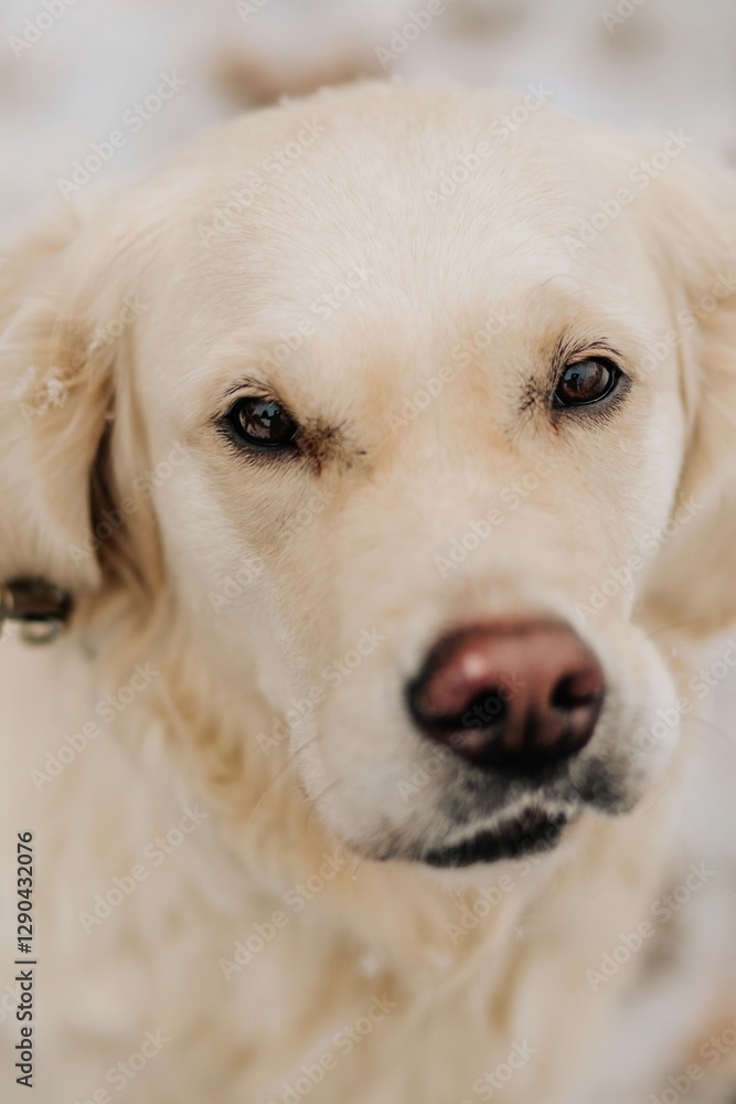 Portrait of Purebred Golden Retriever in the Snow in the Winter Portrait of Purebred Golden Retriever in the Snow in the Winter