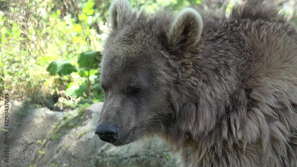 Brown Bear in Forest Closeup, Wild Animal Looking Sniffing in Mountains, Natural Environment Wildlife Nature Brown Bear in Forest Closeup, Wild Animal Looking Sniffing in Mountains, Natural Environment Wildlife Nature