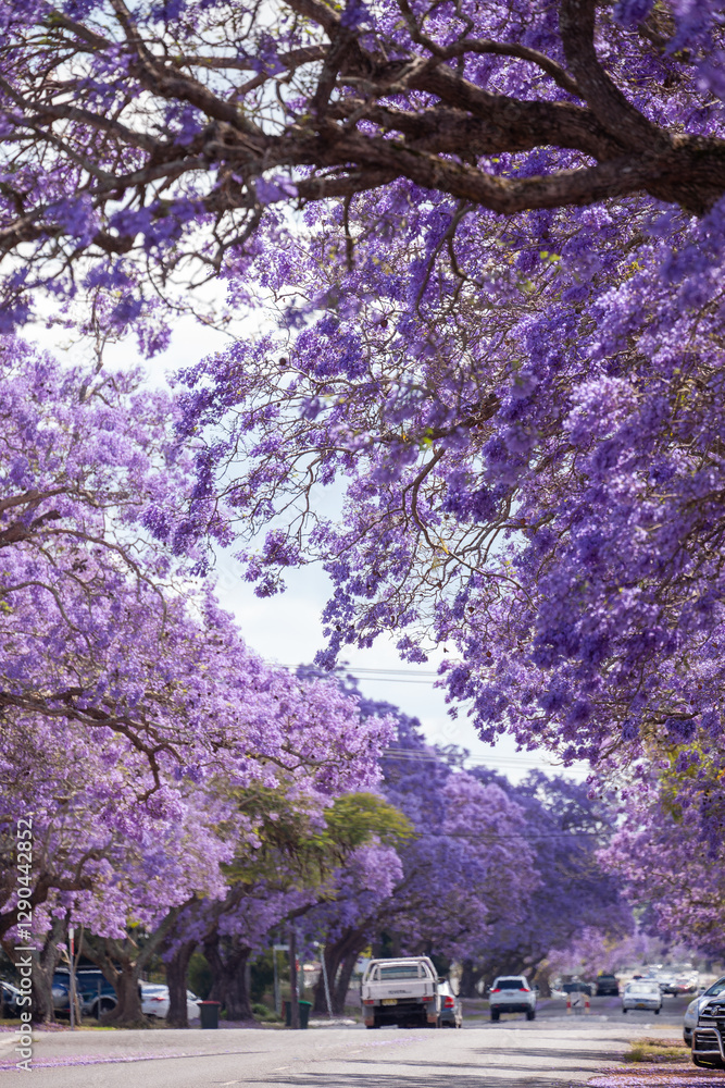 Jacaranda in Grafton, Australien. Palisanderholzbaum -Jacaranda mimosifolia in voller Blüte. Baum Allee in der stadt Grafton in New South Wales, Australien. Jacaranda in Grafton, Australien. Palisanderholzbaum -Jacaranda mimosifolia in voller Blüte. Baum Allee in der stadt Grafton in New South Wales, Australien.