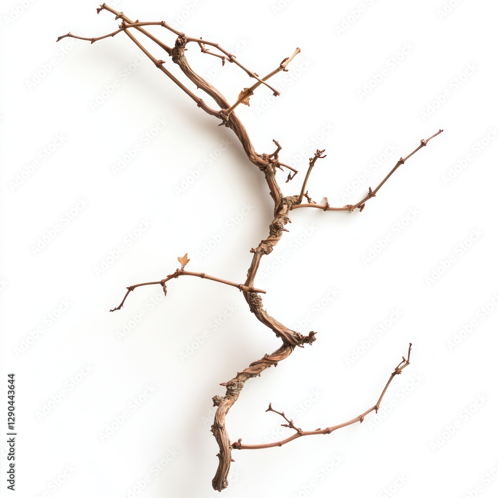 Dried branch on white background Dried branch on white background