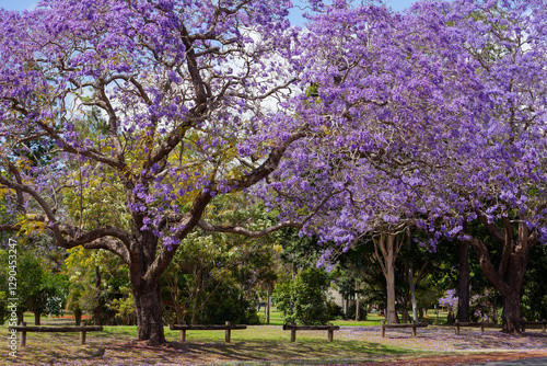 Jacaranda in Grafton, Australien. Palisanderholzbaum -Jacaranda mimosifolia in voller Blüte. Baum Allee in der stadt Grafton in New South Wales, Australien.