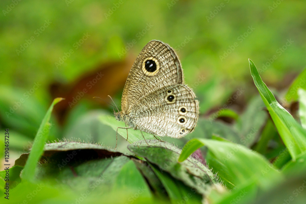 Ypthima huebneri, the common fourring, is a species of Satyrinae butterfly found in Asia- indonesia Ypthima huebneri, the common fourring, is a species of Satyrinae butterfly found in Asia- indonesia