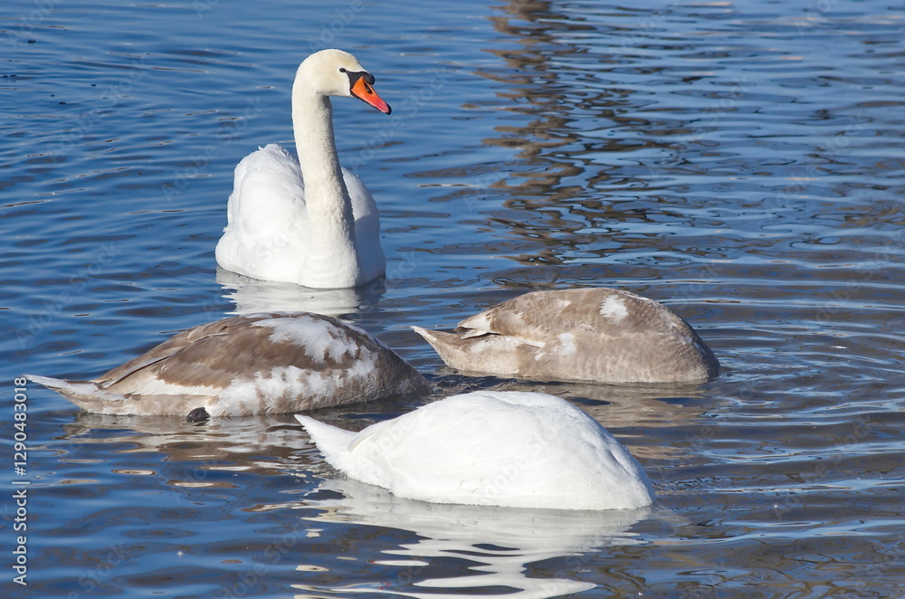 White swans with their chicks on the lake in winter. White swans with their chicks on the lake in winter.