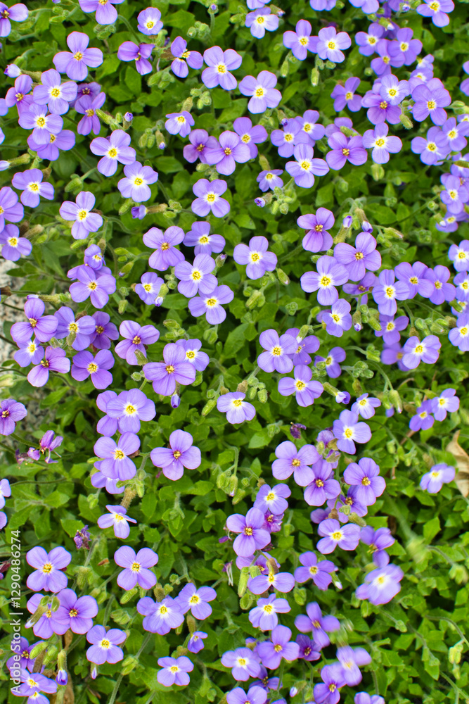 Naklejka premium A lush carpet of vibrant purple flowers creates a stunning visual display, symbolizing beauty and the richness of nature in full bloom.