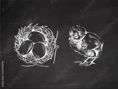 Hand drawn chalkboard Easter nest with eggs and baby chick on chalkboard background