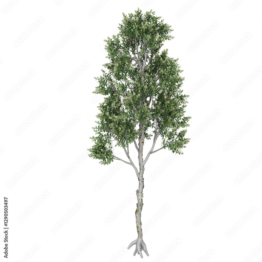 Free PNG 3d illustration of Melaleuca-Quinquenervia 4 tree frontal isolated transparent background perfectly cutout high resolution Free PNG 3d illustration of Melaleuca-Quinquenervia 4 tree frontal isolated transparent background perfectly cutout high resolution