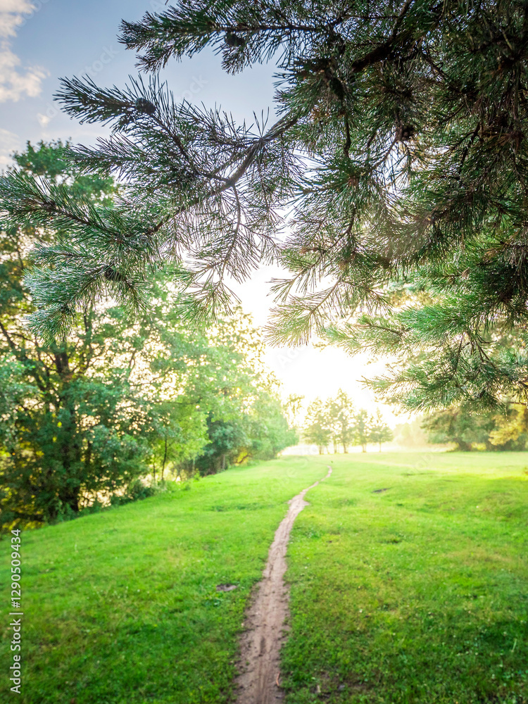 Fototapeta premium Path through a grassy field with trees in the background