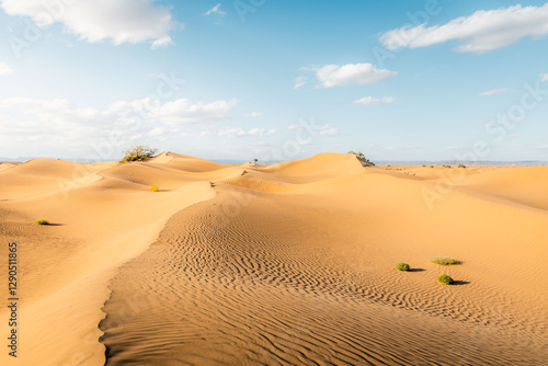 Fototapeta Naklejka Na Ścianę i Meble -  Sand dunes in the desert. M'Hamid sand dunes in Sahara Morocco