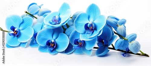 Bright blue orchids arranged in a graceful curve against a white background, showcasing their vibrant petals and intricate details.