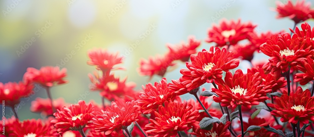 Vibrant red chrysanthemums in full bloom photograph with soft green background and golden light detailing, showcasing summer floral beauty. Vibrant red chrysanthemums in full bloom photograph with soft green background and golden light detailing, showcasing summer floral beauty.