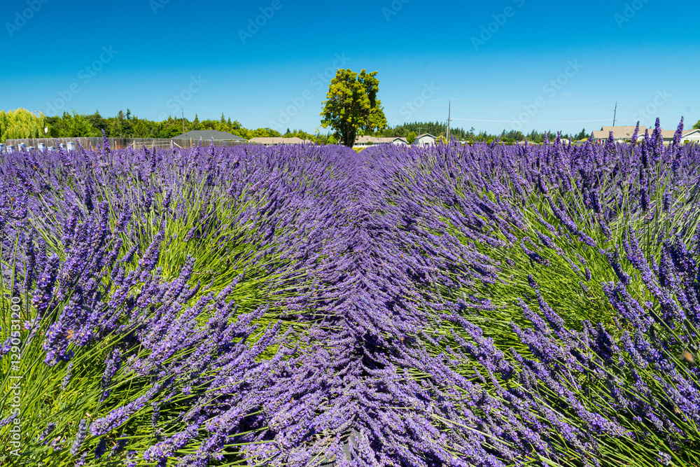 Obraz premium A lush and vibrant lavender field stretches under a clear blue sky, showcasing nature's beauty and tranquility, perfect for relaxation and exploration.