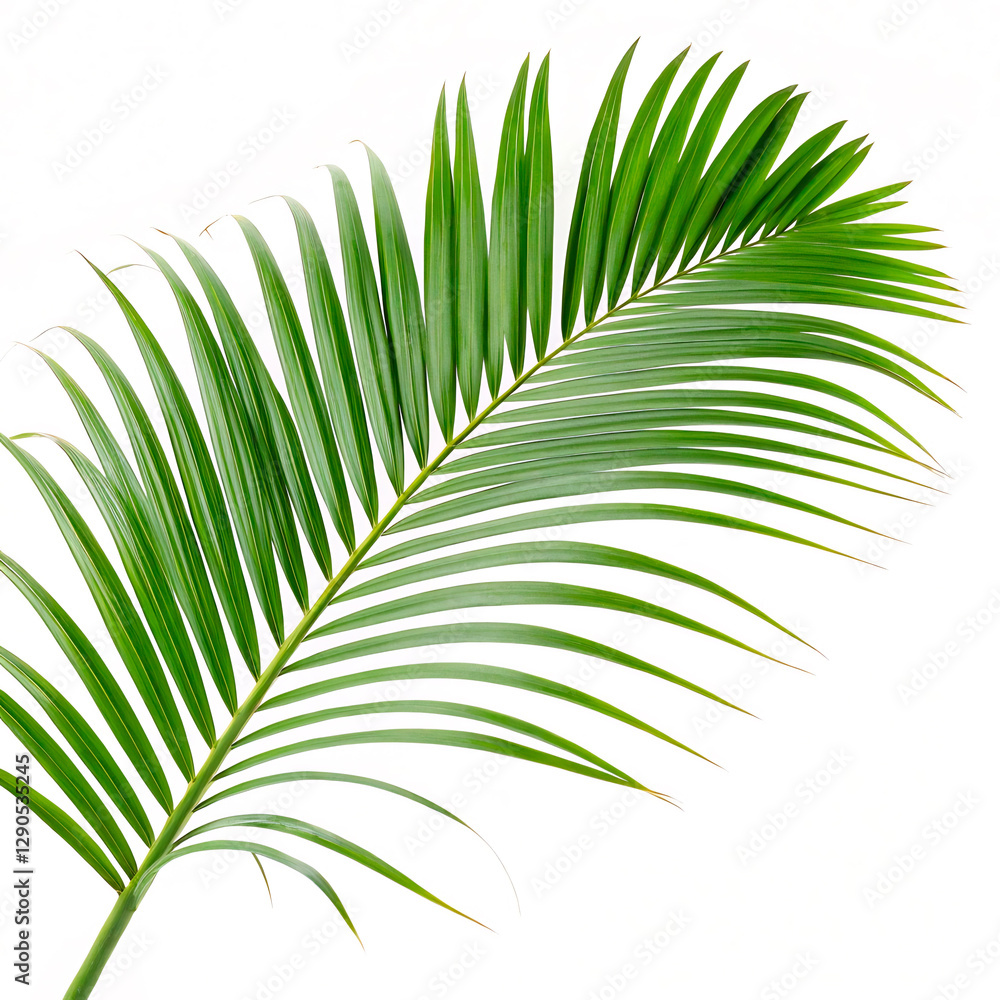 Obraz premium palm tree leaves