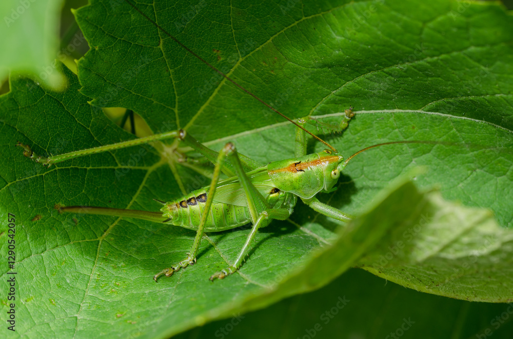 Fototapeta premium Locusts on green a leaf.