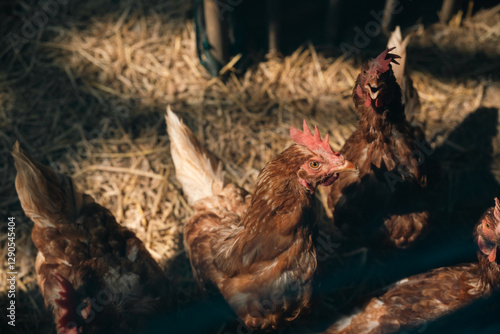 Brown Hen Farm, Chicken Lay...