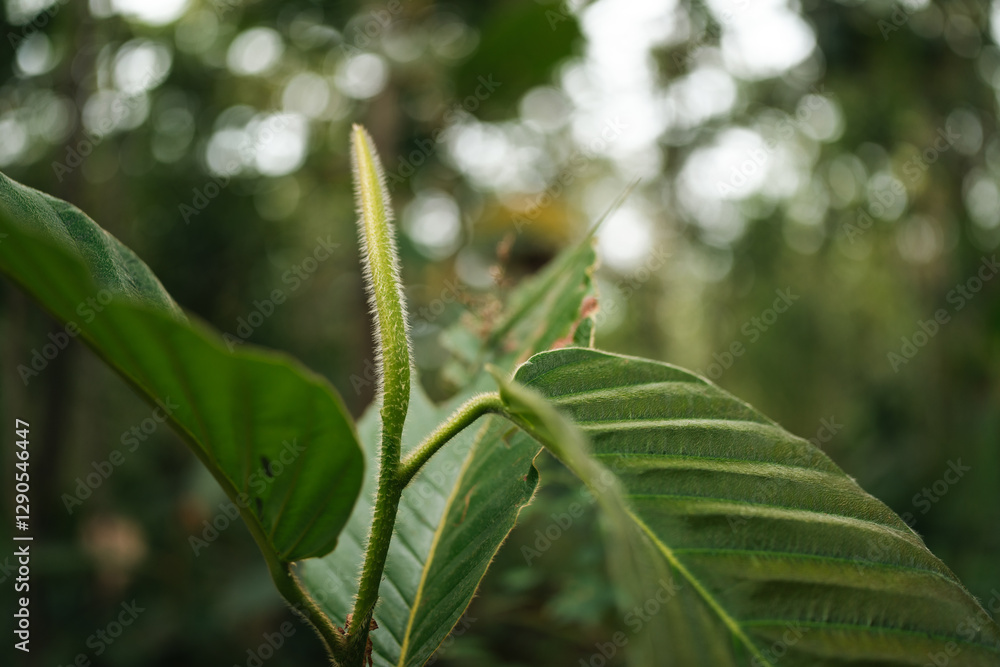Fototapeta premium Green Leave Foliage Forest, Abstract Texture of Nature Flora, Capturing Vibrant Color of Spring and Summer, Bright Fresh Background, Inspiration Design Wallpaper