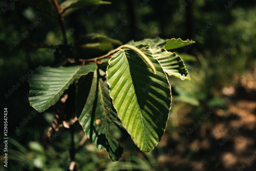 Fototapeta premium Green Leave Foliage Forest, Abstract Texture of Nature Flora, Capturing Vibrant Color of Spring and Summer, Bright Fresh Background, Inspiration Design Wallpaper