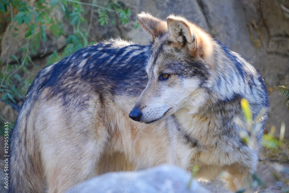 Obraz premium gray wolf canis lupus