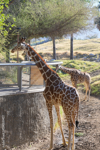 Canvas Print giraffe in the zoo