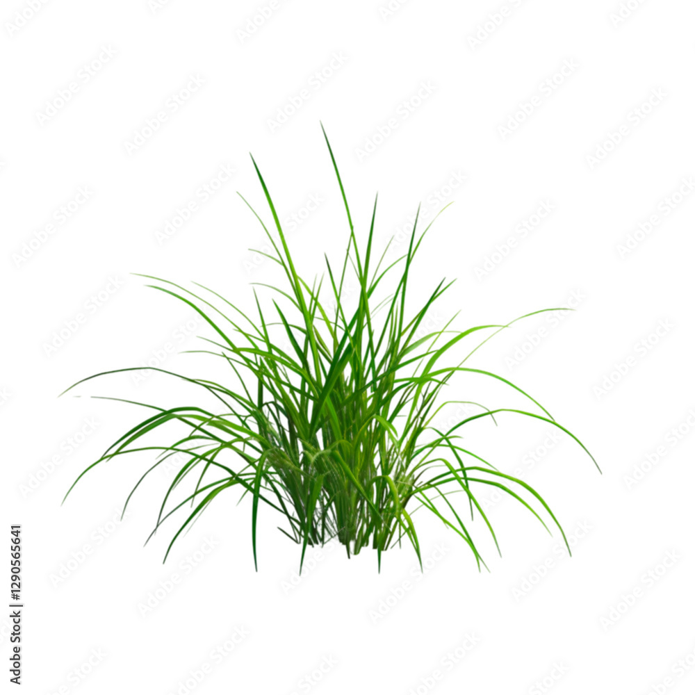 Lush green grass blades water droplets nature plant life greenery Lush green grass blades water droplets nature plant life greenery