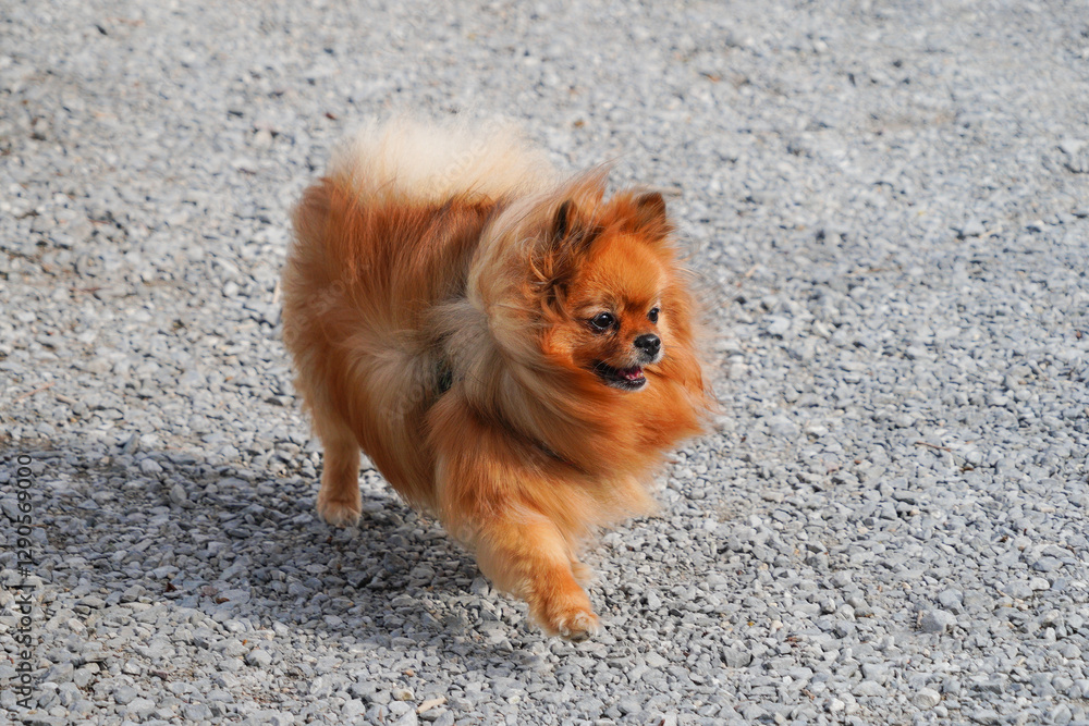 Φωτογραφία Une adorable petite chienne spitz nain, les poils dans le vent