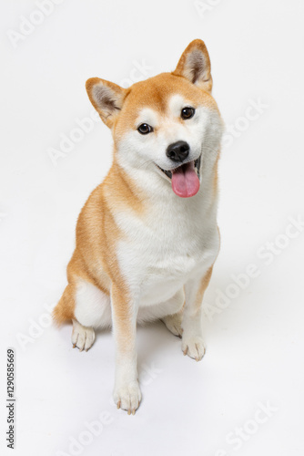 笑顔が可愛い柴犬