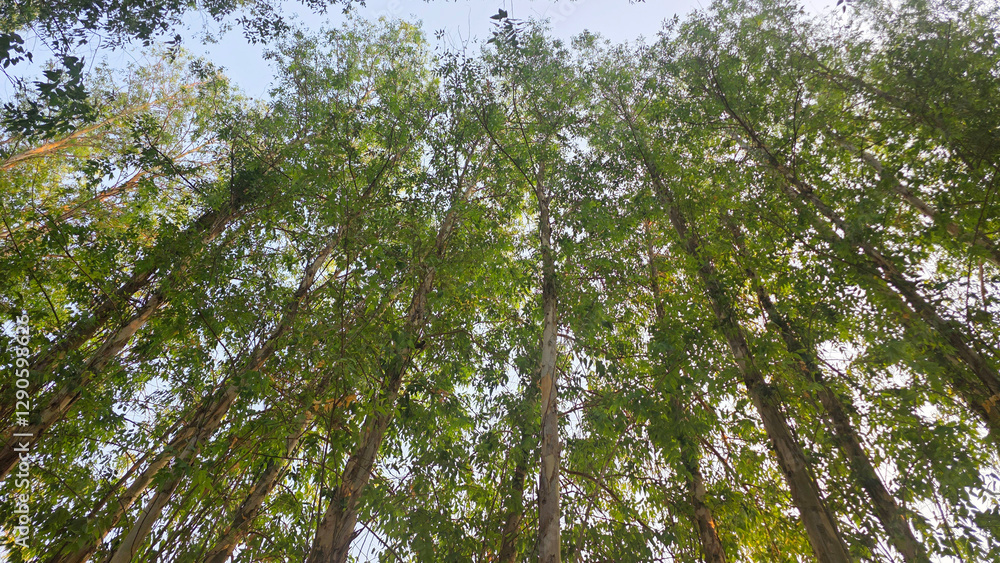 Fototapeta premium Close-up of pine tree texture in the pine forest