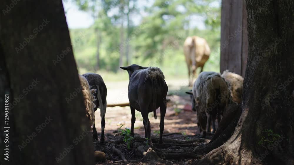 Sheep walking and grazing in a rural farm setting, enjoying the outdoor environment in the countryside. Sheep walking and grazing in a rural farm setting, enjoying the outdoor environment in the countryside.