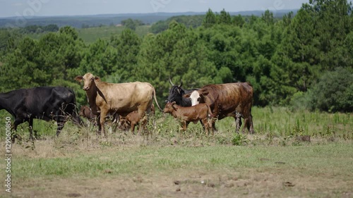 Wallpaper Mural A herd of cows and calves walking across the field, with lush green scenery in the background, showcasing rural life and farming. Torontodigital.ca