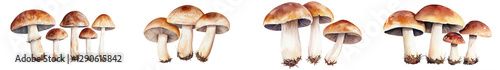 Diverse collection of different types of edible forest mushrooms growing in a natural woodland setting  Variety of shapes sizes and colors of organic fungi in the natural habitat
