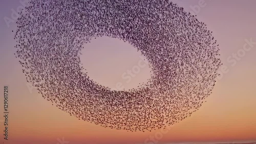 A flock of birds in synchronized motion forms a stunning circular shape in the evening sky, creating a mesmerizing aerial display.