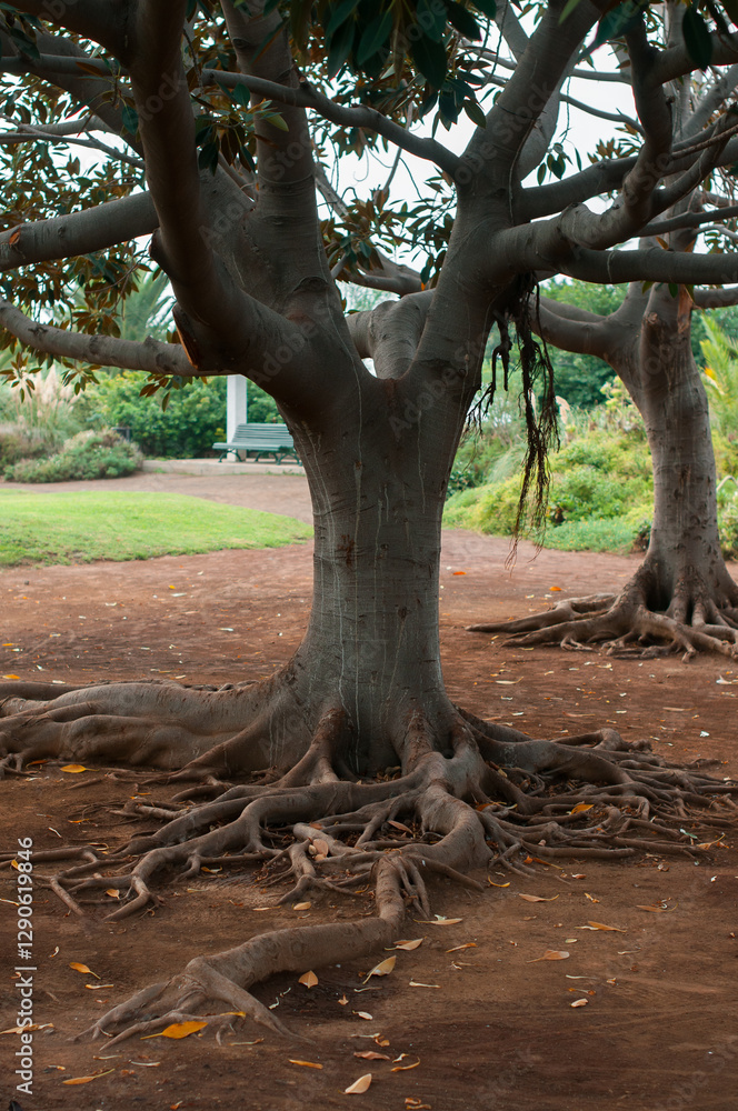Mature tree with thick exposed roots sprawling over dry soil in a green park Mature tree with thick exposed roots sprawling over dry soil in a green park
