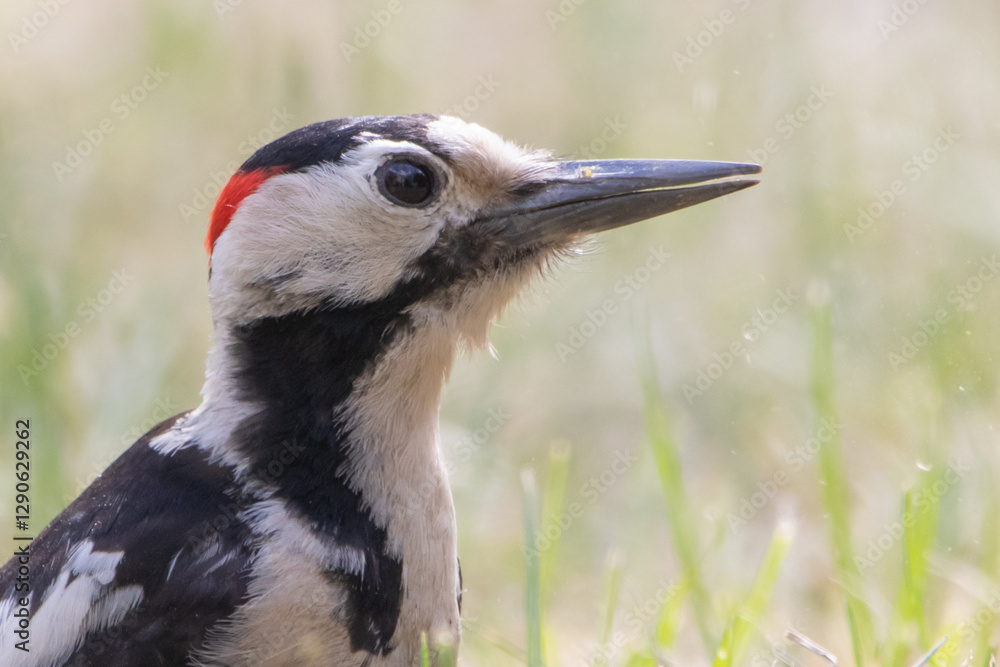 Fototapeta premium Syrian woodpecker
