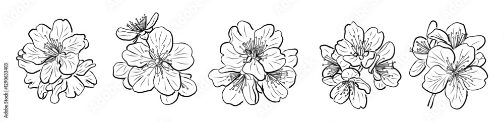 Fototapeta premium Set of Elegant line drawings of a spring cherry blossom March birth month flowers. Ink sketch style outline Illustrations for invites and cards. Botanical design elements on transparent background