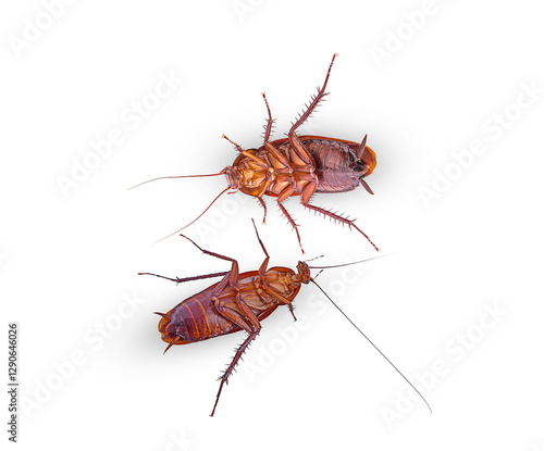 dead cockroach on a white,isolated