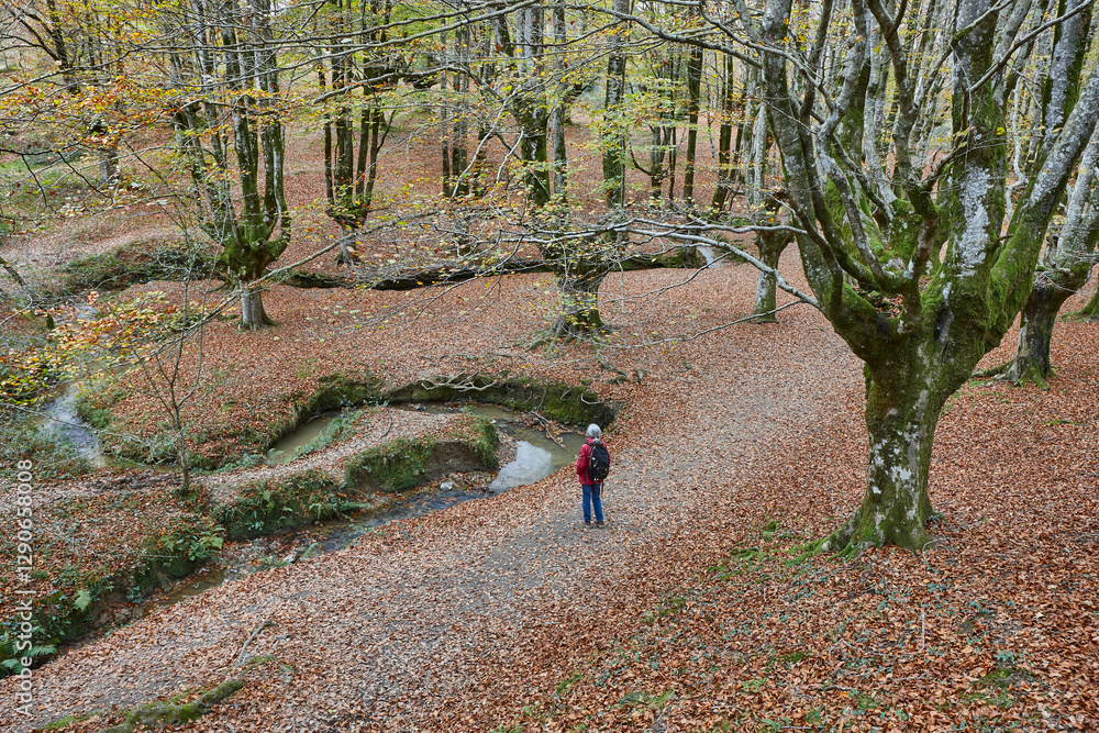 Beech forest in Vizcaya. Otzarreta, Gorbeia park. Autumn landscape. Spain